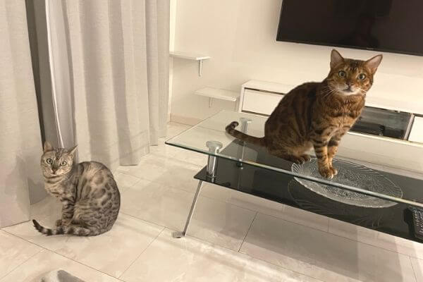ブラウンベンガル猫とシルバーベンガル猫