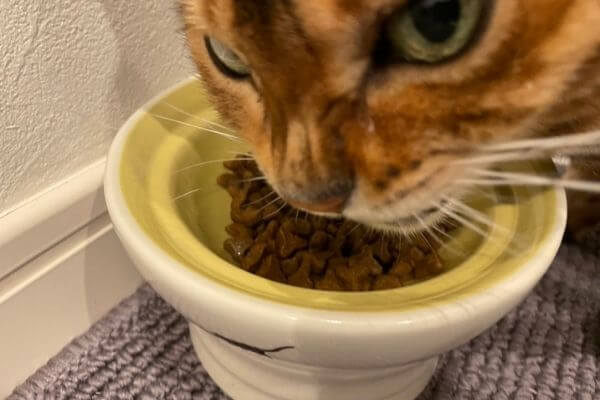 キャットフードを食べるベンガル猫