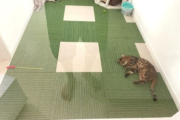 猫部屋にタイルカーペット設置
