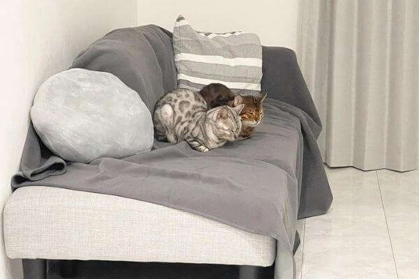 猫の粗相・マーキングはソファーカバーをするべし