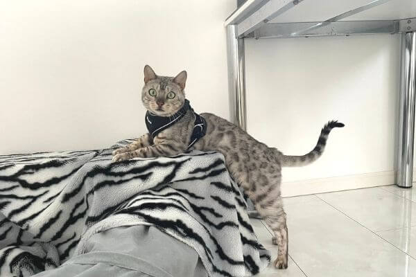 猫用ハーネスを着用したシルバーベンガル猫