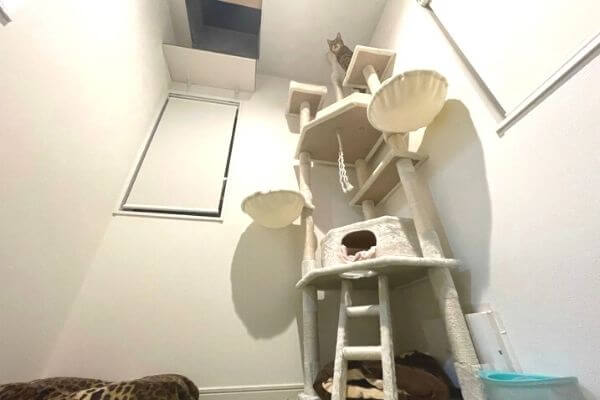 猫部屋にキャットタワーを設置