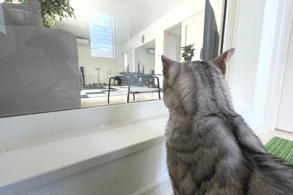 猫部屋に佇むシルバーベンガル猫