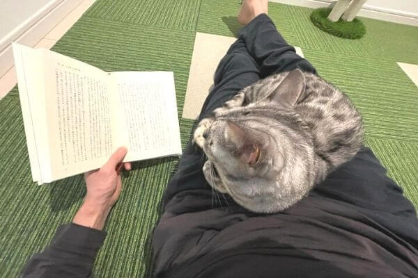 一緒に読書するベンガル猫