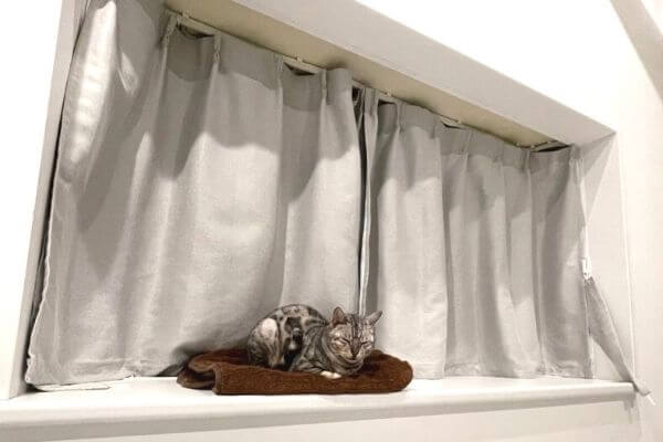 出窓のカーテンにマーキングしたシルバーベンガル猫