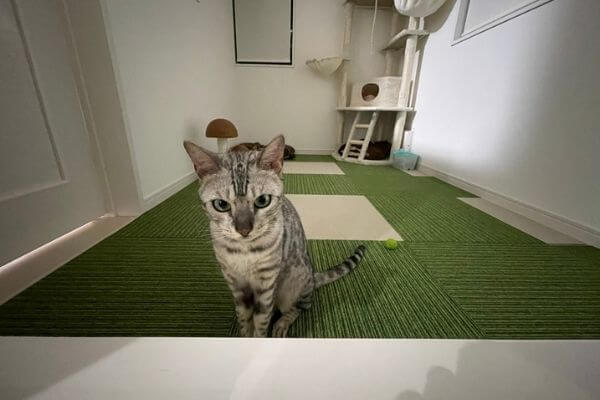 猫部屋にポツンと佇むシルバーベンガル猫