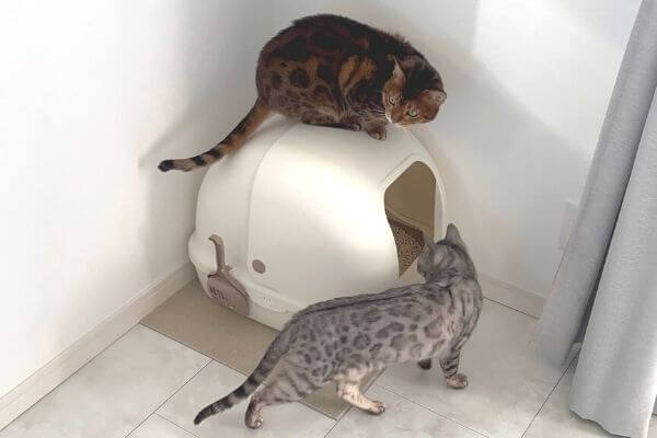 猫トレイを調査するベンガル猫