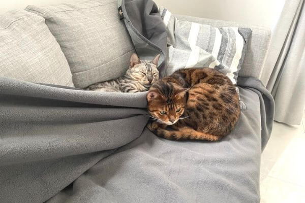 ソファとソファカバーで眠るベンガル猫