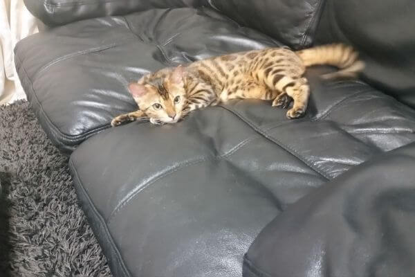革製ソファーとベンガル猫のヴェル