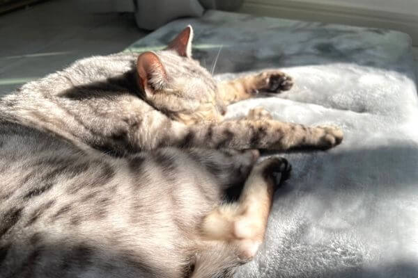 日向ぼっこするシルバーベンガル猫