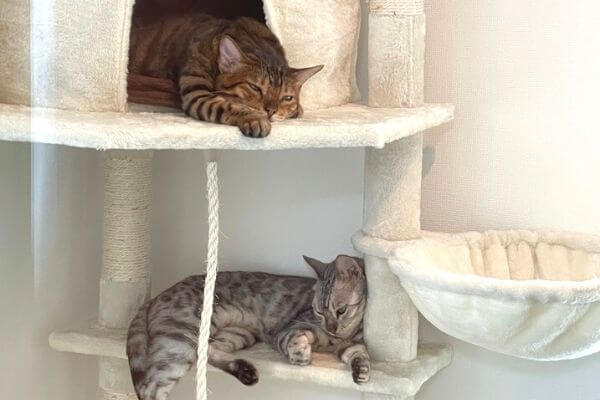 キャットタワーで爆睡するベンガル猫