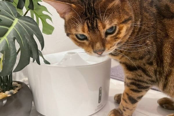猫の長生きには水を飲ませる