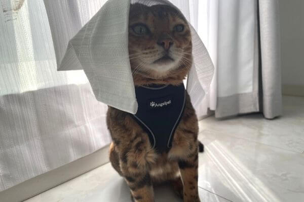 猫用ハーネスを装着したベンガル猫ヴェル