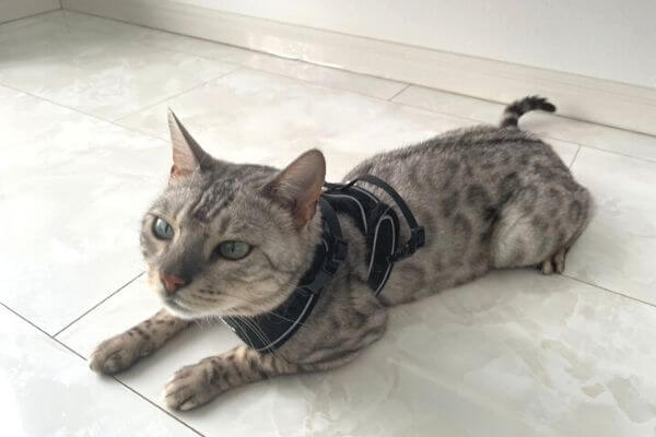 猫用ハーネスを装着したシルバーベンガル猫