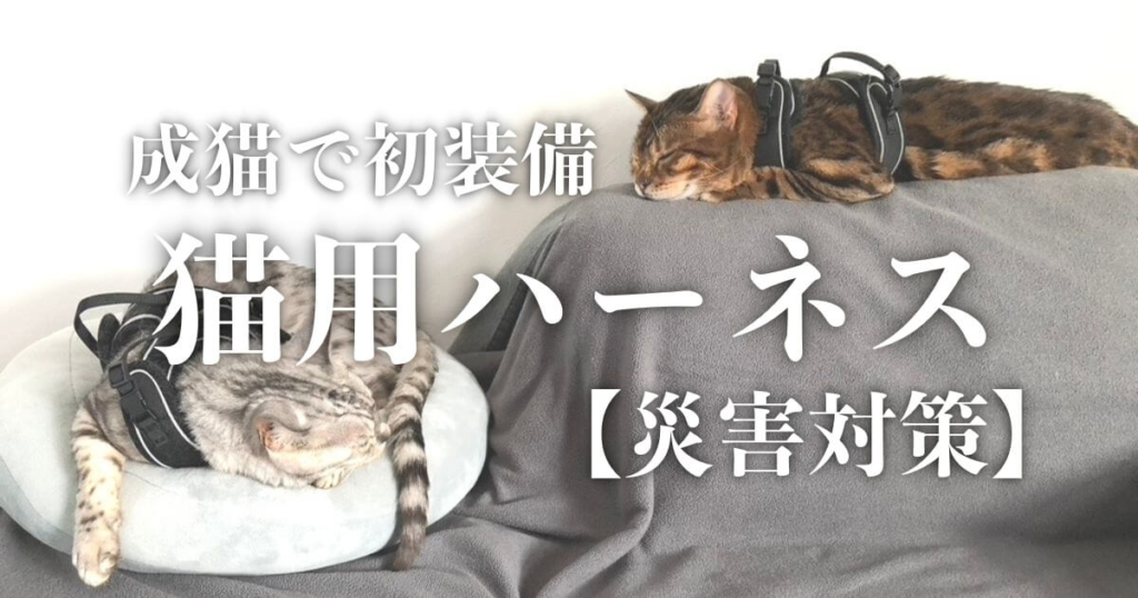 成猫で初装着した猫用ハーネスのレビュー記事【災害対策】