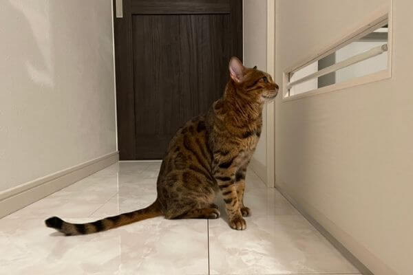 猫のキッチン侵入防止ドア