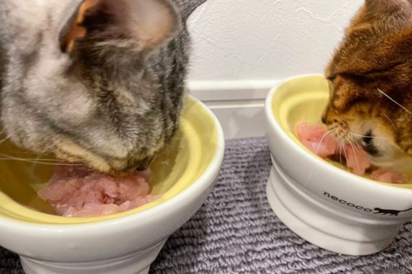 猫の血尿を改善した生肉フード