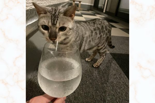 猫の水分摂取は尿路疾患予防に大切